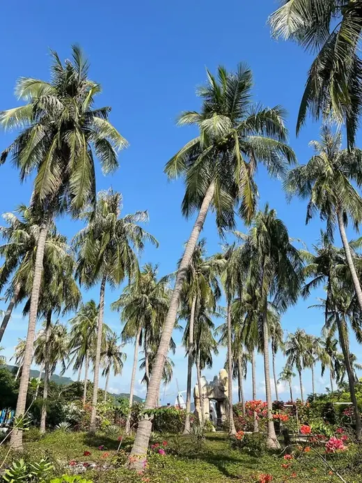 Palm trees under a blue sky